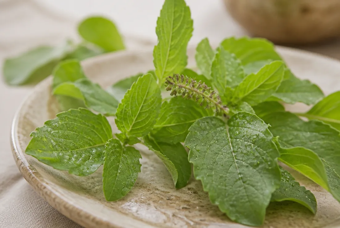 Holy Basil (Tulsi)
