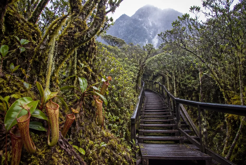 Cloud forest on the Kinabalu trail