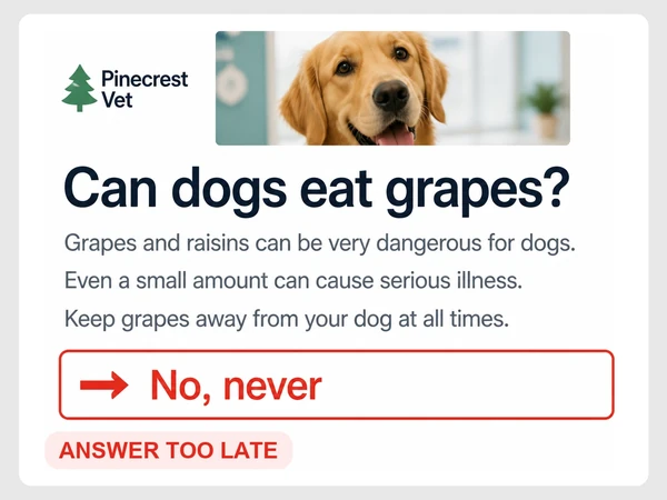 Pinecrest Vet places the answer No, never below three long filler sections about dogs eating grapes.